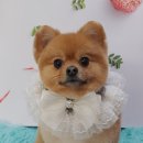 니니 애견 미용실 이미지