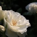 장미공원길 이미지