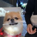 드폴비다