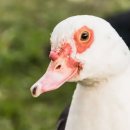 성미축산 이미지