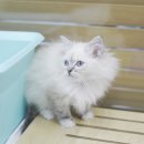 사랑애견샵 이미지