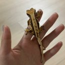 파충류샵 렙타일스테이션 | [엑조틱렙타일]인천 파충류샵 크레스티드 호텔링 후기_ 입양 까지+이벤트소식