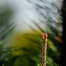 소나무 꽃 이미지
