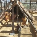 관양동 청동기유적 이미지