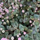 성서메가타운 앞 이미지