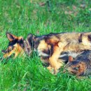 로얄 도그앤캣 메디컬센터 이미지