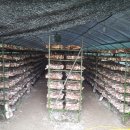 칠하농장 이미지