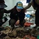수영마대 한국일보