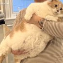 비만고양이 Daum카페
