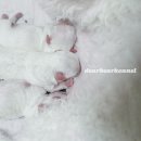 디어베어켄넬 네이버블로그