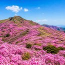 오휘합천점 | [국내여행] 5월에 꼭 가야 할 분홍빛 천국, 합천 황매산 철쭉제 완벽 정리 🌸