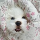 인터넷매니아 이미지