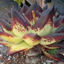 echeveria agavoides 'Ebony' 이미지