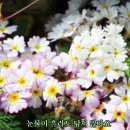 ⚘바보같지만(박상철) 이미지