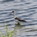 송지호의 장다리물떼새(Black-winged stilt) 이미지