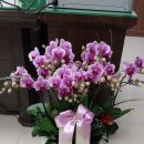 양지2호 이미지