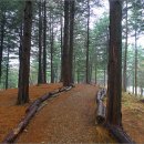 현충원 산책길 이미지