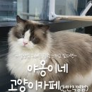 야옹이네 | 천안 야옹이네 고양이카페 천안직영점 방문 후기 🐾