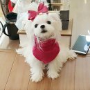 똥강아지 이미지