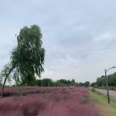 월드컵공원, 하늘공원의 억새와 코스모스, 핑크뮬리 - 1 이미지