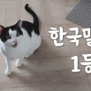 한국말 하는 고양이?ㅋㅋ 이미지