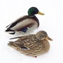 청둥오리 이미지