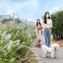 꽃길걷개 이미지