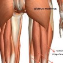 허벅지 근육, 햄스트링 통증 및 치료 (부상, 파열) 이미지