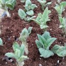 이화숙농장 이미지