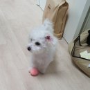 멍블랑 강아지분양 시흥배곧점 이미지