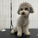 첨단사랑동물병원 이미지