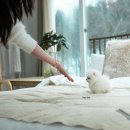 화이트포메라니안 이미지