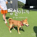 몽실이네 | 경기 광주 애견카페 몽실이네, 중형견 애견동반 후기