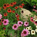 루드베키아 이미지