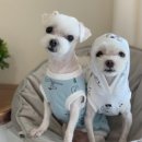 러블리펫108 이미지