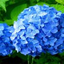 이쁘지요 Daum카페