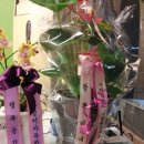 애견이야기 이미지