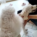 송우목장 | 포천 소흘읍 으로 토이푸들 출장 교배 해드린 후기♥