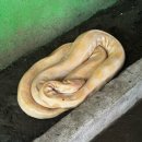 나비농장2 이미지