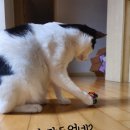 네즈 이미지