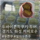 남양온천 | 경기도 화성 두바이 쫀득 쿠키 맛집 커피로운 남양 두쫀쿠 말차두쫀쿠