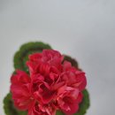 리아라