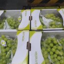 안의청과 이미지