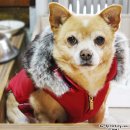 챠밍도그 | [ 강아지 고양이 용품 쇼핑몰 ] 펫츠비 구매후기