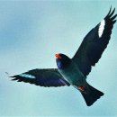 파랑새2 이미지