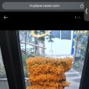 가쯔렛