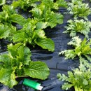 꽃피는산골민박 이미지