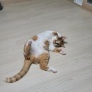진산로2L | 대전근교 감성숙소[그림이야기책펜션] 생일파티, 바베큐, 고양이마을