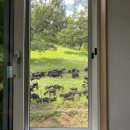 덕현목장 이미지