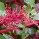 아마란스 이미지